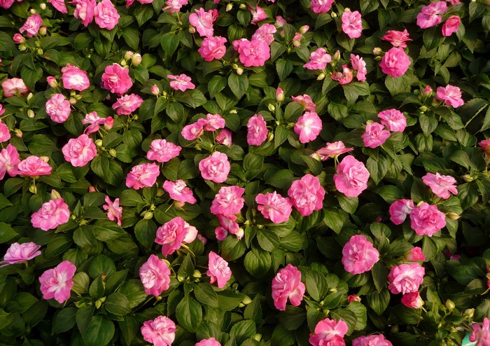 Many pink Impatiens flowers blooming