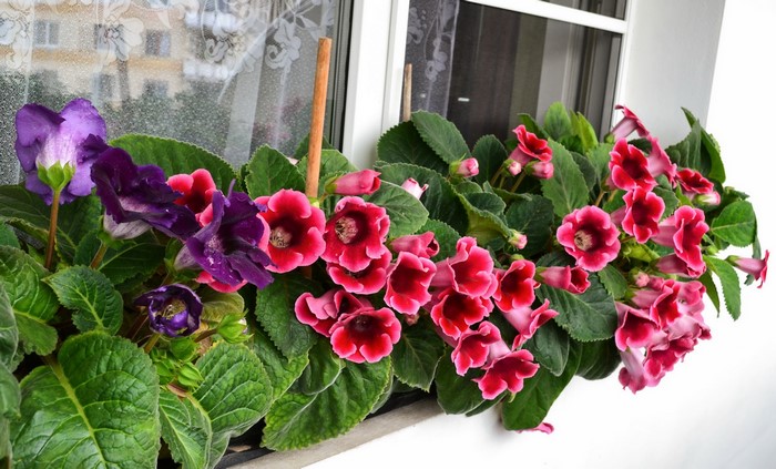 Purple and pink Sinningia flowers in a window box