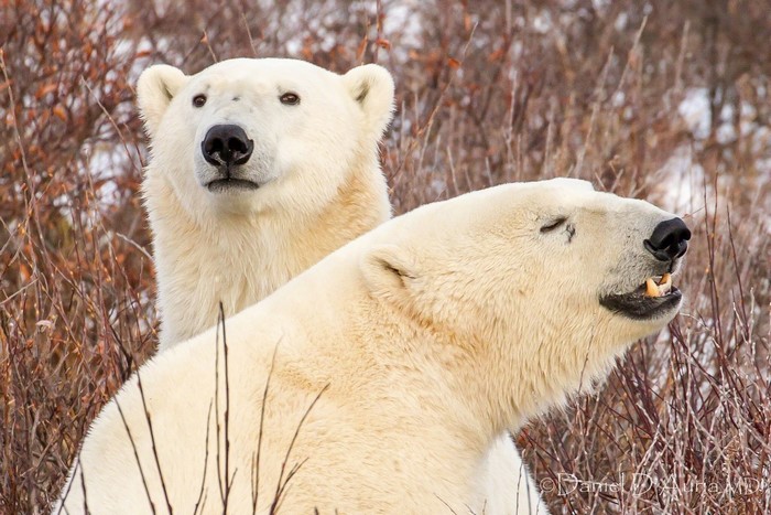 Two polar bears in brush