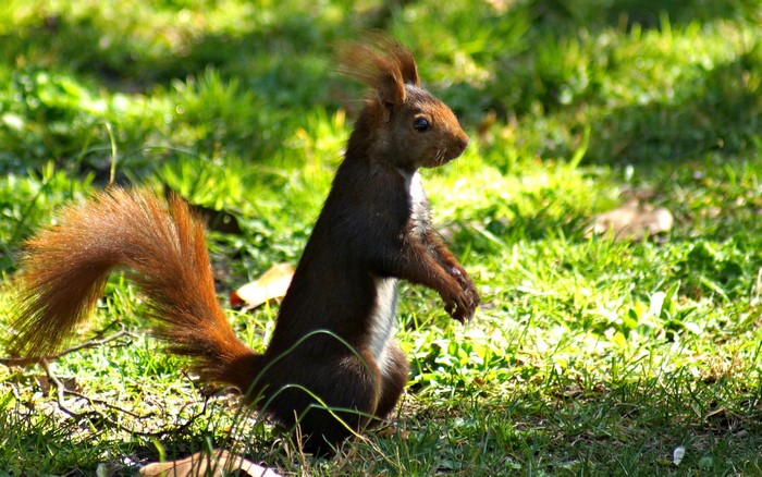 Squirrel standing on grass