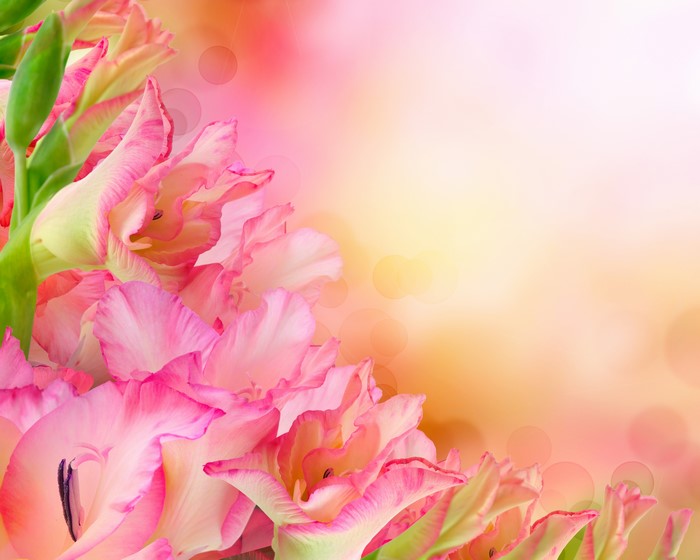 Pink Gladioluses Closeup