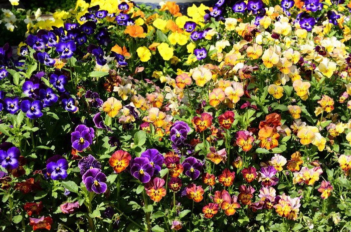 A bed of colorful pansies in bloom