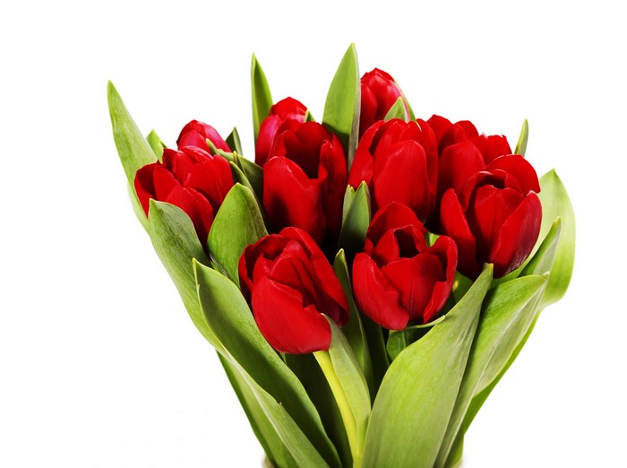 Bouquet of Red Tulips on White Background