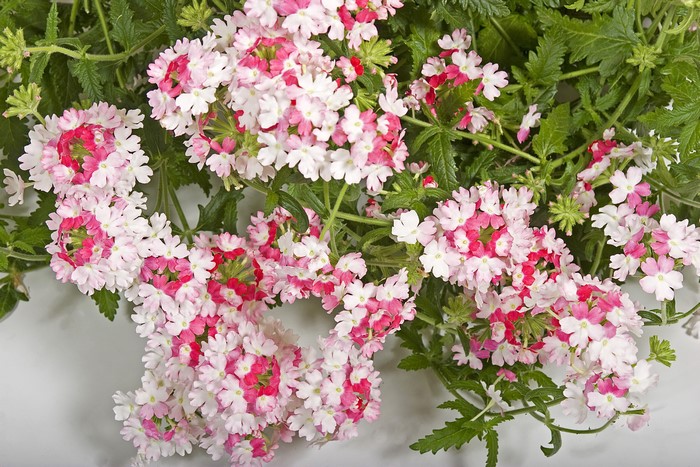 Delicate Pink and White Verbena Blossoms