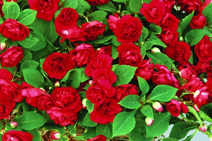 Many red Impatiens flowers