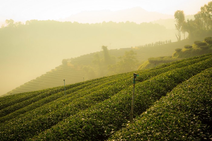 4K Tea Fields on a Misty Hillside