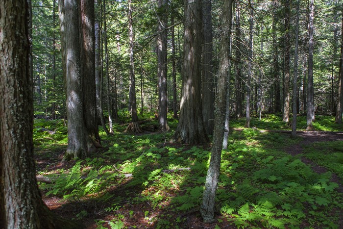 Forest in Glacier National Park, Montana, USA