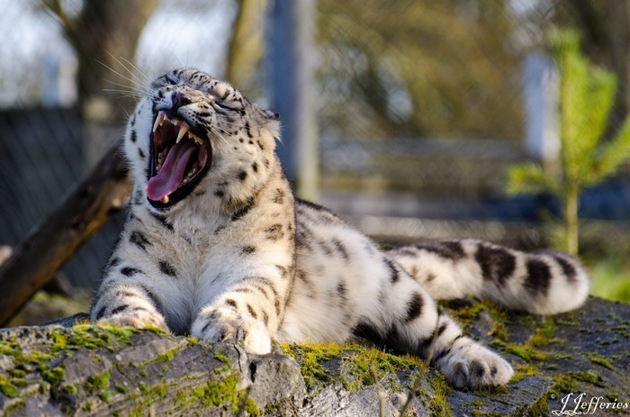 Snow leopard yawning on a mossy rock
