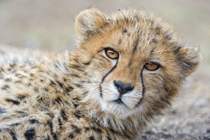 Close-up of a Cheetah Cub's Face