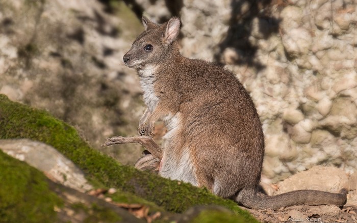 Wallaby with joey in pouch
