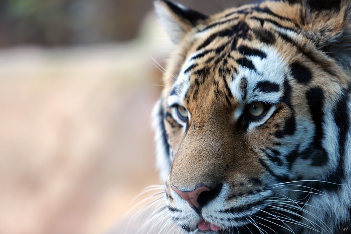 Close-up of a tiger's face