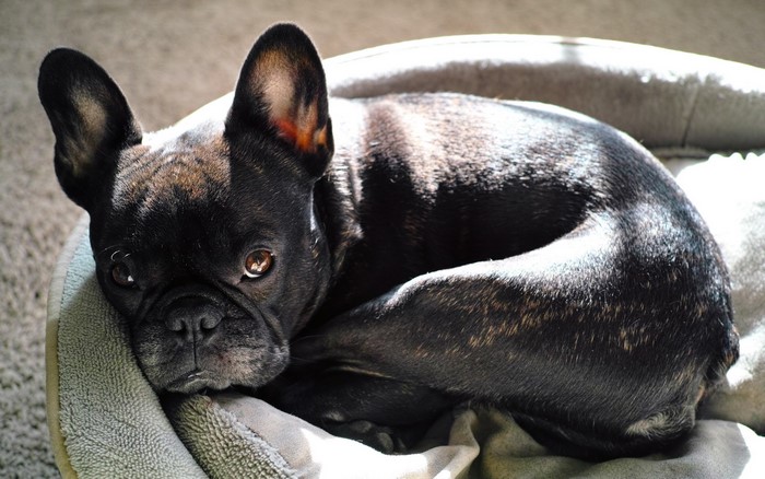 Black French Bulldog lying in a dog bed