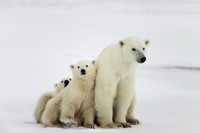 Polar bear with three cubs on snow