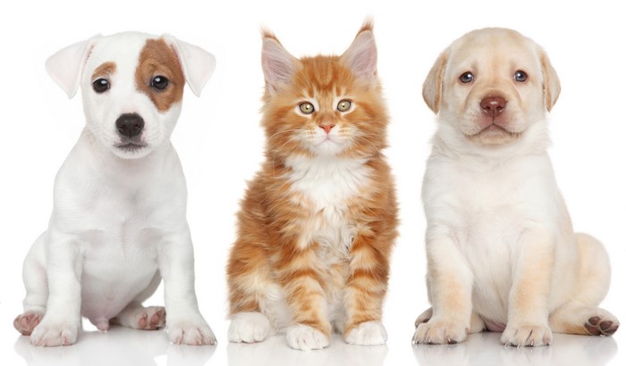 Three puppies and a kitten