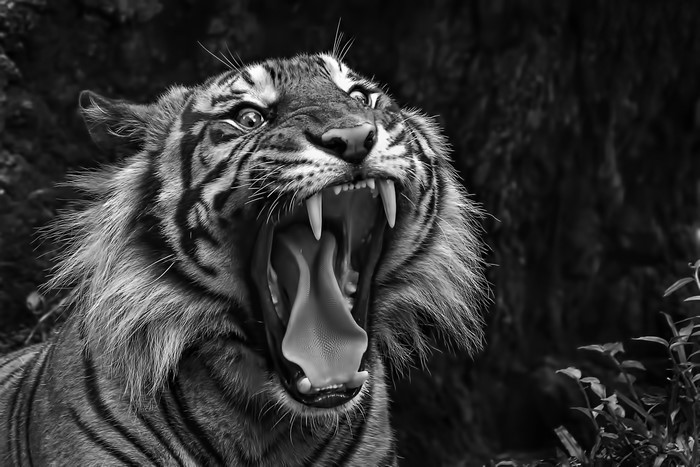 Tiger yawning with mouth wide open