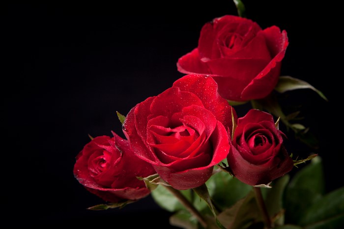 Red Roses with Water Droplets