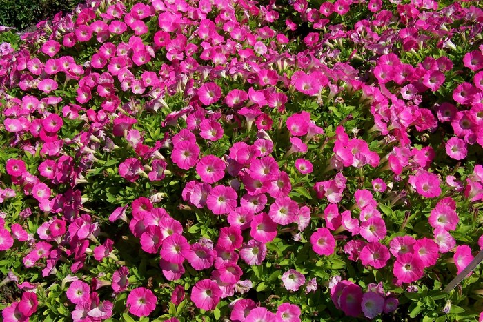 A field of bright pink petunias in bloom