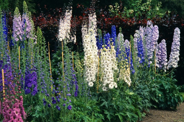 A row of colorful Delphinium flowers in a garden