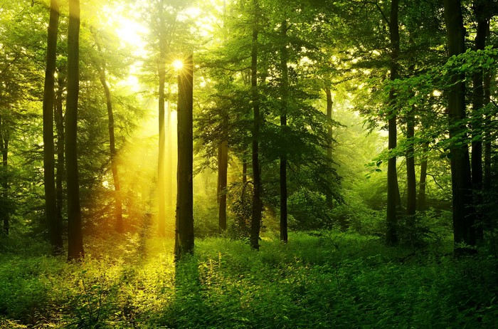 Sunlight filtering through trees in a green forest