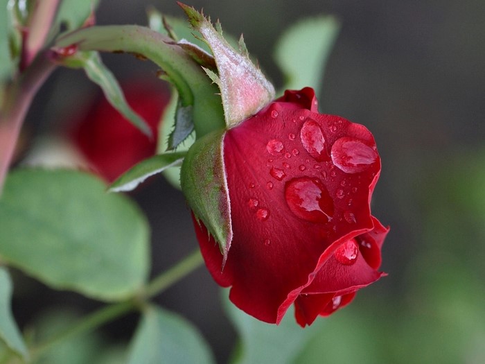 Red rose with water drops