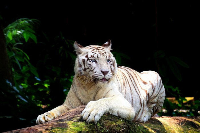 White tiger resting on a log in a forest