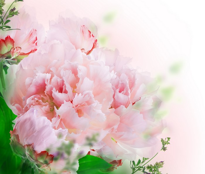 4K Pink Carnations with Greenery