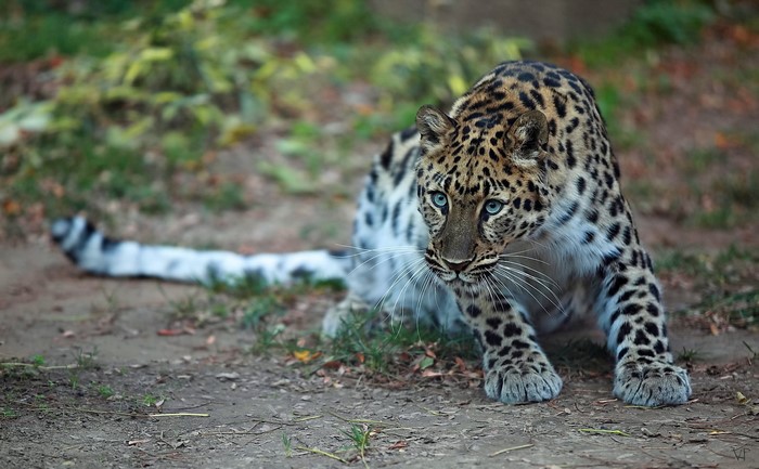 Leopard with blue eyes in a crouched position