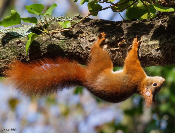 Red squirrel hanging upside down on a tree branch