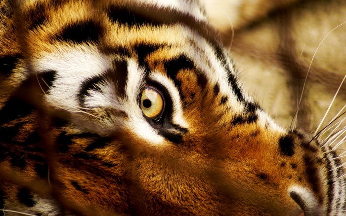 Close-up of a tiger's eye and fur