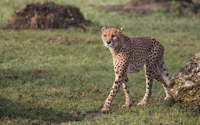 Cheetah walking in a grassy field