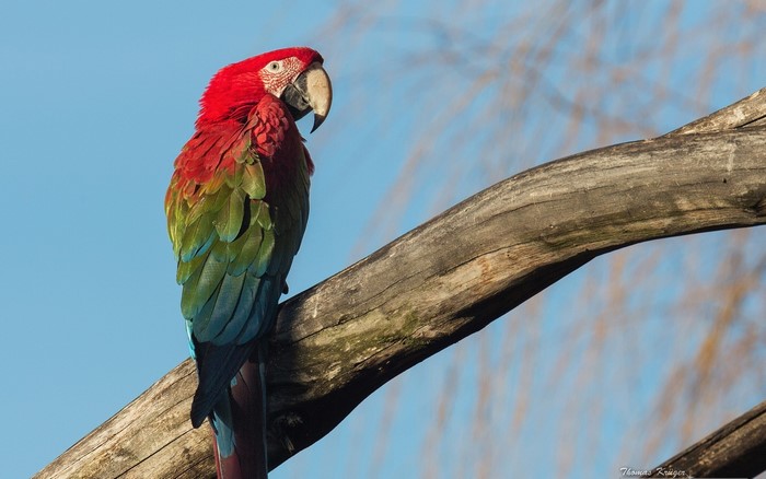 Green-winged Macaw perched on a branch