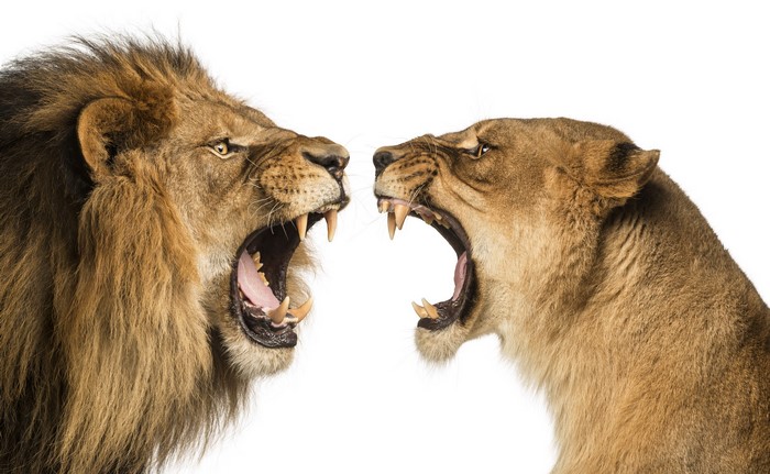Two lions roaring at each other