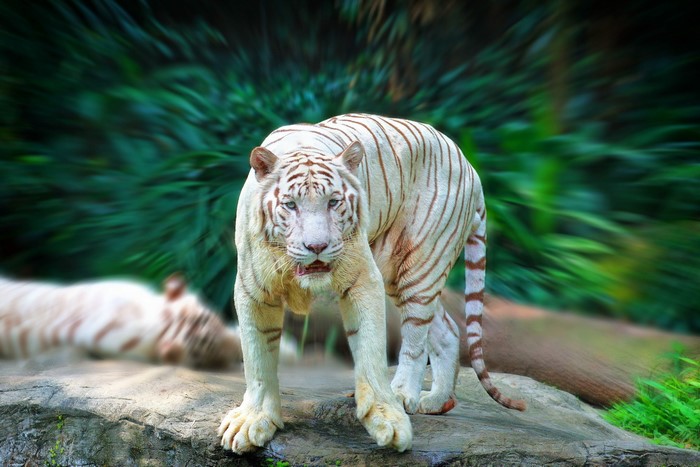 White tiger standing on rocks with green foliage