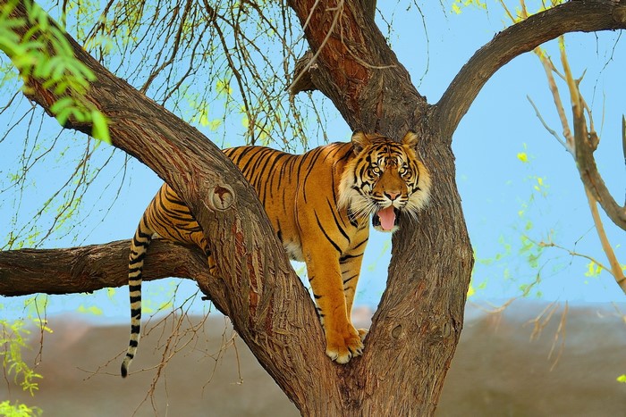 Tiger perched on a tree branch