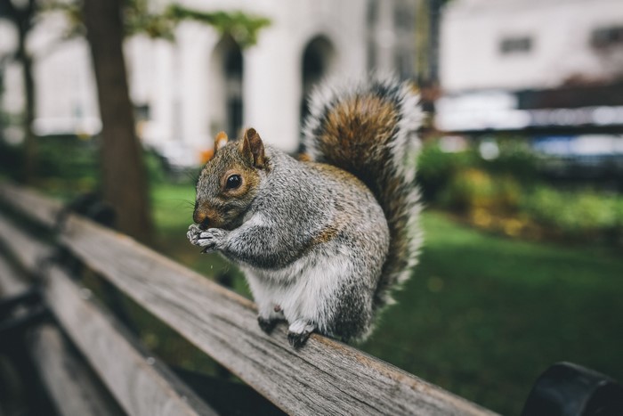 Squirrel eating on a wooden bench
