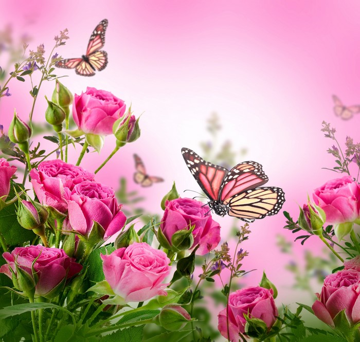 Pink Roses and Butterflies