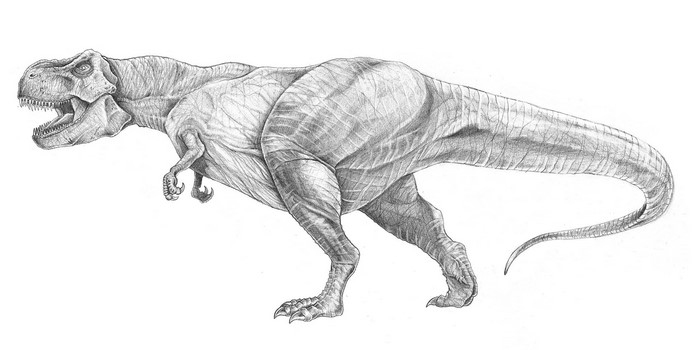 Pencil drawing of a Tyrannosaurus Rex