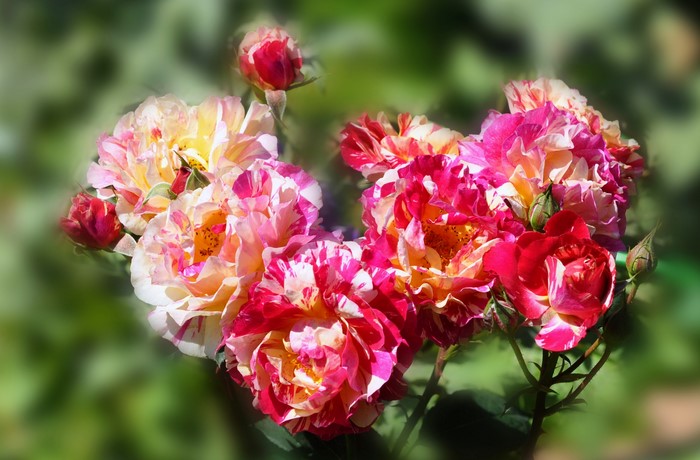 Striped roses with buds in a garden