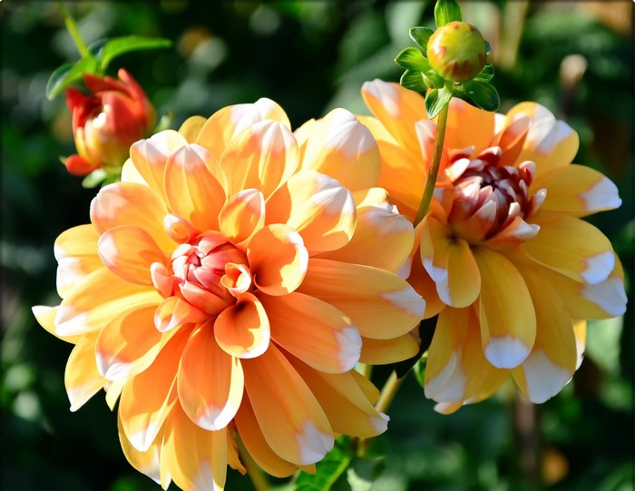 Two yellow dahlias with white tips and a bud