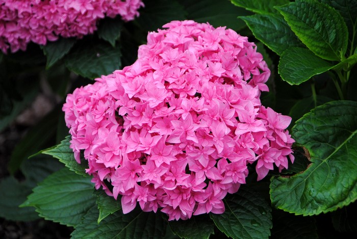 Pink Hydrangea flowers with green leaves