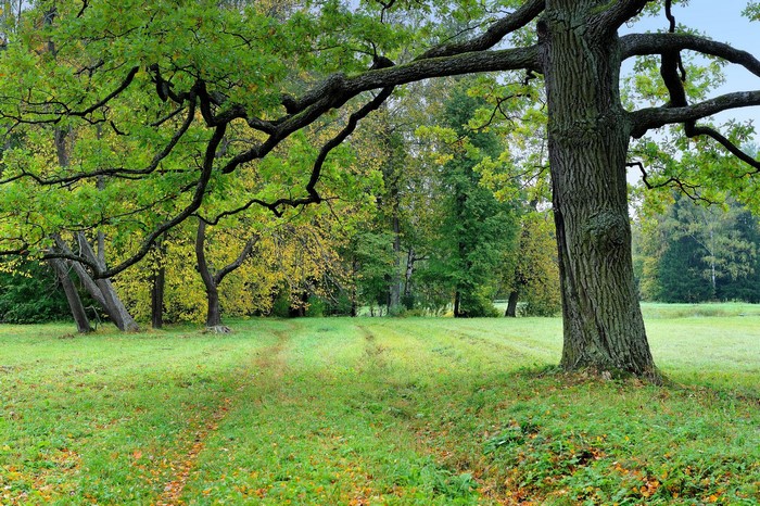 Park in St. Petersburg, Russia with large oak tree