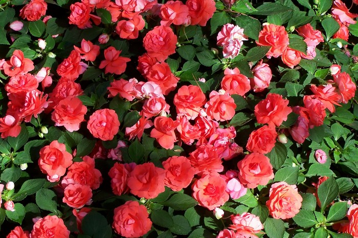 Many Red Impatiens Flowers in Bloom