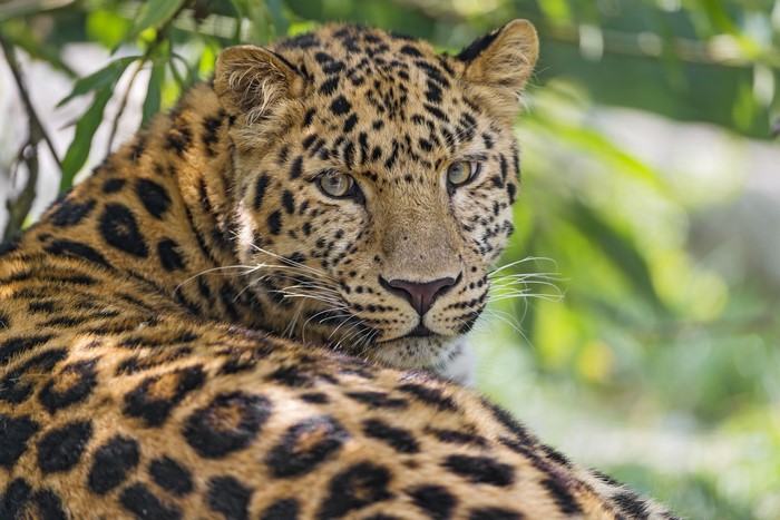 Leopard looking over its shoulder