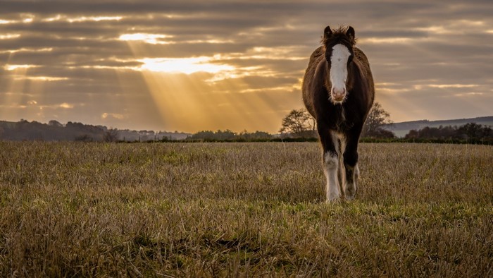 Horse in a field with sunbeams through clouds