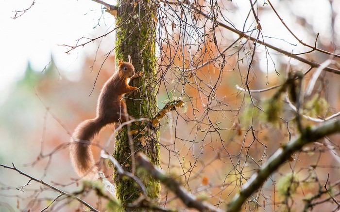 Red squirrel climbing a mossy tree trunk
