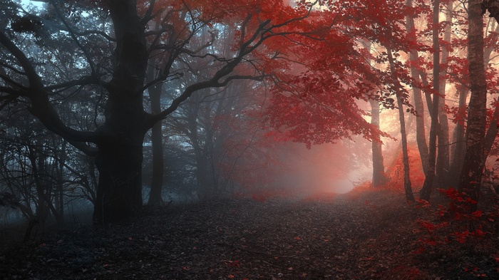 Misty forest path with red autumn leaves