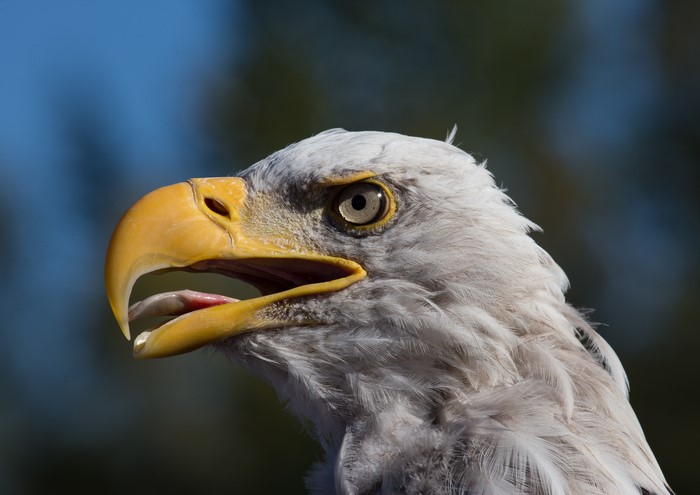 Bald Eagle Closeup