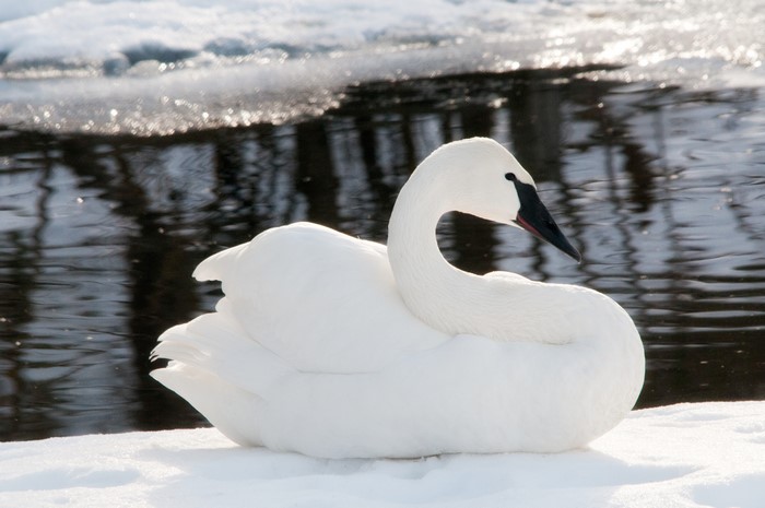 4K Trumpeter Swan on Snow by Water