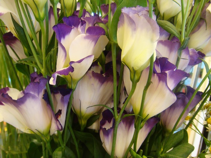 Eustoma flowers with purple and white petals