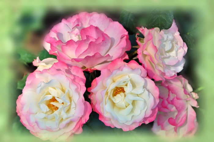 Close-up of pink and white roses